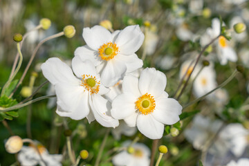 Fototapeta premium Close-up of white Japanese anemones with yellow centers in full bloom. The flowers glow in sunlight against a blurred background.