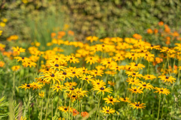 Fototapeta premium A field of vibrant yellow Rudbeckia hirta Black-eyed Susan blossoms under the summer sun. Their dark centers contrast beautifully with the green foliage.