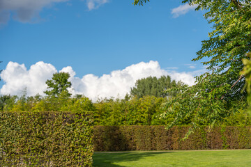 Hedges and green trees under a vivid blue sky with fluffy clouds. A bright landscape captures peaceful nature.