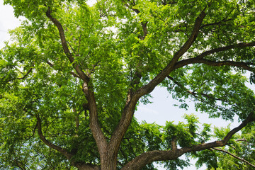Large tree canopy with sprawling branches