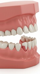 Obraz premium Model of human teeth showing dental bridge and gum line in a close up view on a white background
