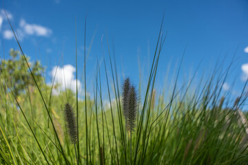 Close-up of ornamental grass spikes with a blue sky in the background. The focus highlights their delicate texture and natural beauty.