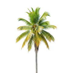 Tropical palm tree isolated on transparent background with green fronds and tall trunk