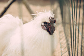 White with red scallop cock, close-up