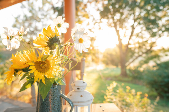 Blue jug filled with yellow sunflowers on country verandah in golden morning light