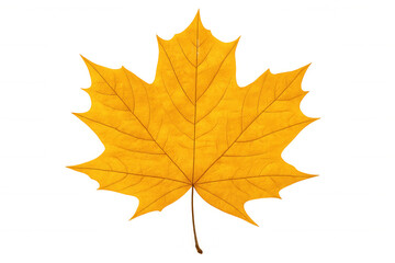 Fototapeta premium Close-up of a single, vibrant yellow maple leaf set against a transparent background, capturing the essence of autumn