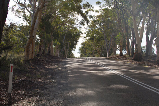 sealed road lined by trees in rural australia