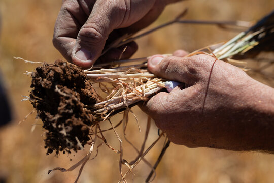 Farmers hand holding wheat plant with clump of soil on the roots.