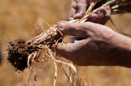 Farmers hand holding wheat plant with clump of soil on the roots.