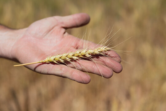 Farmers hand holding a golden wheat stalk