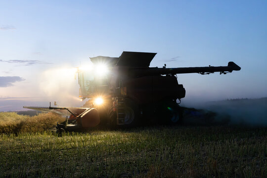 Harvester harvesting canola crop at sunset on farm