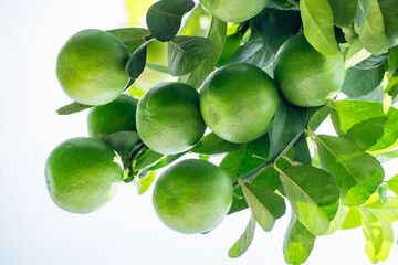 Green lemons is citrus  fruits on a branch with nature background. Green Lemons tree in the garden with daylight. Fresh green lime fruit hanging from branch.