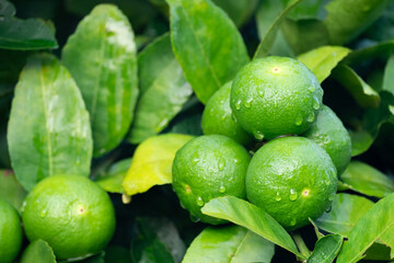 Green lemons is citrus  fruits on a branch with nature background. Green Lemons tree in the garden with daylight. Fresh green lime fruit hanging from branch.