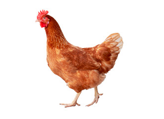 Chicken, Full body of orange and brown chicken hen standing and walking isolated transparent background, Laying hens farmers concept. PNG File