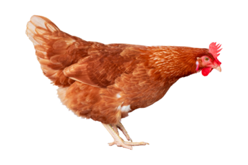 Chicken, Full body of orange and brown chicken hen standing and walking isolated transparent background, Laying hens farmers concept. PNG File