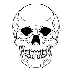 skull line art drawing illustration