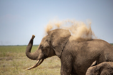 African elephant playing in the Serengeti, Tanzania