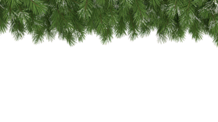 Close up of lush green pine needles and branches forming a dense natural border isolated on transparent background