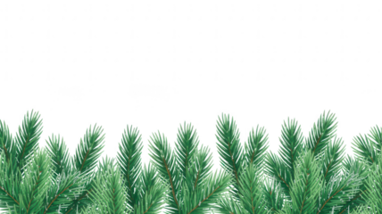 A dense row of vibrant green pine tree branches with needles isolated on transparent background