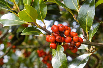 Berries on King's Choice Ivy