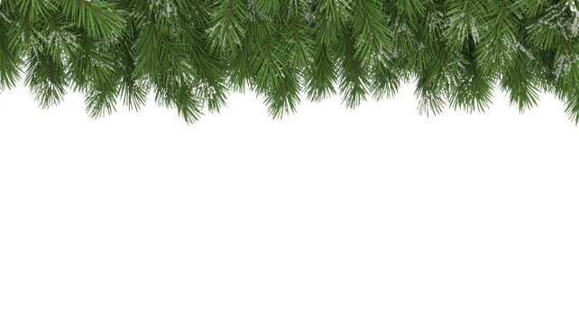 Close up of lush green pine needles and branches forming a dense natural border isolated on transparent background
