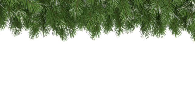 Close up of lush green pine needles and branches forming a dense natural border isolated on transparent background