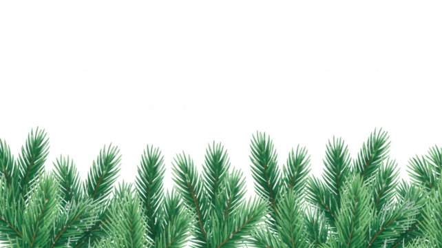 A dense row of vibrant green pine tree branches with needles isolated on transparent background