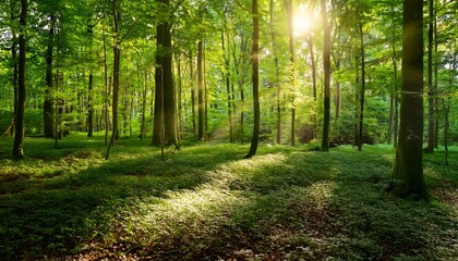 Fototapeta premium lush green forest canopy sunlight filtering through leaves creating dappled shade on the forest floor perfect for nature environment and ecology themes ecosystem ecology life