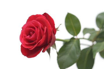 Beautiful red rose with green leaves isolated on white background