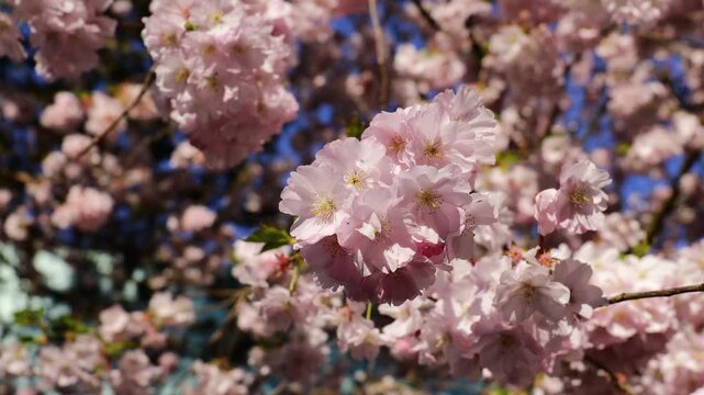 Sakura or cherry flower of trees in blossom, Prunus subgenus Cerasus. Sakura pink flowers beautiful ornamental cherry trees Prunus serrulata. Tender color of blooming cherry trees in spring