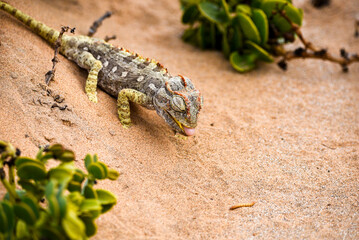 Namaqua chameleon staring at a worm