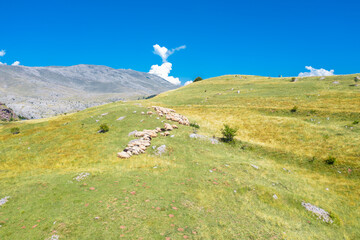Sheep Flock Grazing on Hill above Umoljani Village with View of Bjelasnica Mountain Peak