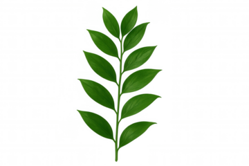 Lush green leaves growing on a branch against a transparent background, perfect for nature-themed designs