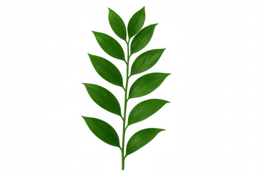 Lush green leaves growing on a branch against a transparent background, perfect for nature-themed designs