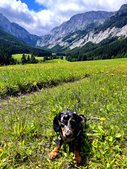 Adorable dapple miniature dachshund puppy sitting in a bright green mountain meadow under blue sky. Scenic alpine landscape with a cute small dog enjoying nature, perfect for travel, freedom and outdo