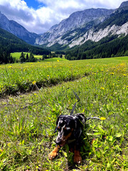 Small dapple miniature dachshund puppy resting on green grass in a wide alpine meadow with majestic mountains behind. Peaceful outdoor pet photo showing freedom, relaxation and love for nature.