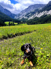 Close view of a dapple miniature dachshund puppy lying in tall grass and wildflowers with scenic mountain valley in background. Perfect concept for freedom, travel, relaxation, and pet lifestyle.