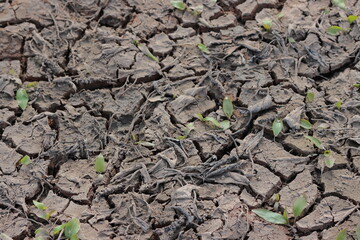 Dry cracked earth with green sprout. Global warming concept.