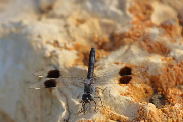 Dragonfly on the sand in the wild. Dragonfly in nature.