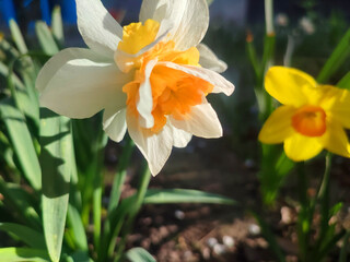 Close-up of blooming daffodil flower. Blooming narcissus with white and orange petals in inflorescence with shining sun on spring evening. Flower bed. Selection breeding varietal flowers. Gardening