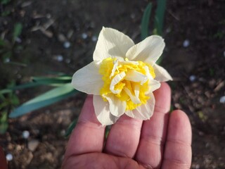 Narcissus variety Wave close-up. Blooming daffodil flower with white yellow petals in inflorescence on green stem and leaves growing in soil on sunny spring day. Agricultural farming and gardening © mari1408