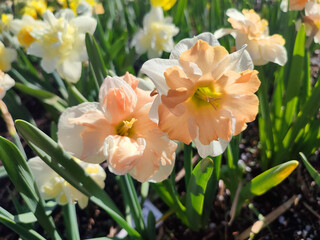 Blossoming flower of the narcissus variety Apple Pie close-up. Beautiful daffodils flower with white and pink petals in an inflorescence on a green stem growing in the ground on a sunny spring day