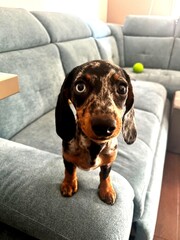 Close-up portrait of an adorable dapple miniature dachshund puppy with expressive eyes sitting on a grey sofa. Curious and loving pet, ideal for animal emotions and pet branding.