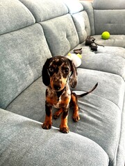 Playful dapple miniature dachshund puppy sitting on a grey couch surrounded by toys. Curious, adorable small dog with bright eyes looking at camera. Perfect for pet, joy and lifestyle themes.