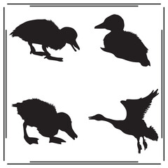 Set of Black Silhouettes of Ducks in Flight and on Water: Vector Icons for Wildlife, Nature, and Animal Themes