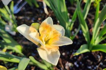 Narcissus Casanova. Blooming daffodil flower with white orange petals on green stem growing in black soil on sunny spring day. Selection breeding of flowers. Agricultural farming and gardening