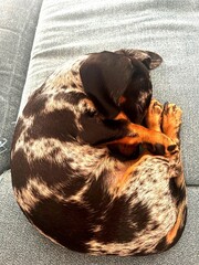 Adorable dapple miniature dachshund puppy sleeping curled up like a ball on a grey couch. Cozy, peaceful and heartwarming dog photo symbolizing comfort, love and relaxation.
