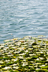 Close-up of green water lily leaves floating on the surface of Lake Bled in Slovenia, with gentle ripples and reflections on the water.