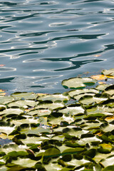 Close-up of green water lily leaves floating on the surface of Lake Bled in Slovenia, with gentle ripples and reflections on the water.