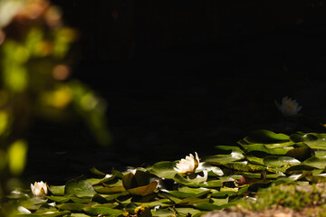 White water lilies blooming among green lily pads on a dark pond surface, illuminated by sunlight,...